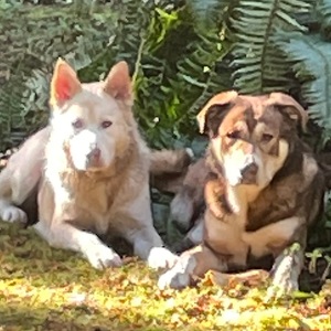 Team Page: Jack and Archie's Team